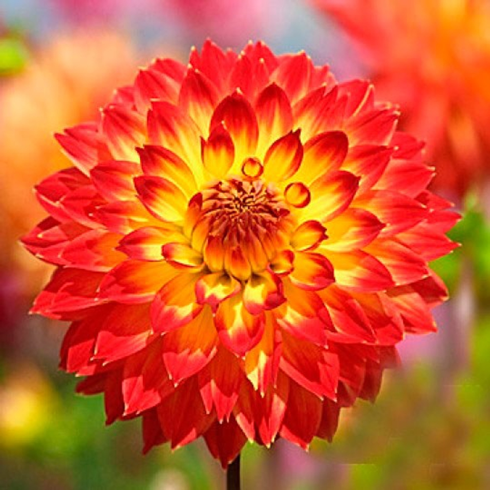 Георгина Процион декоративная