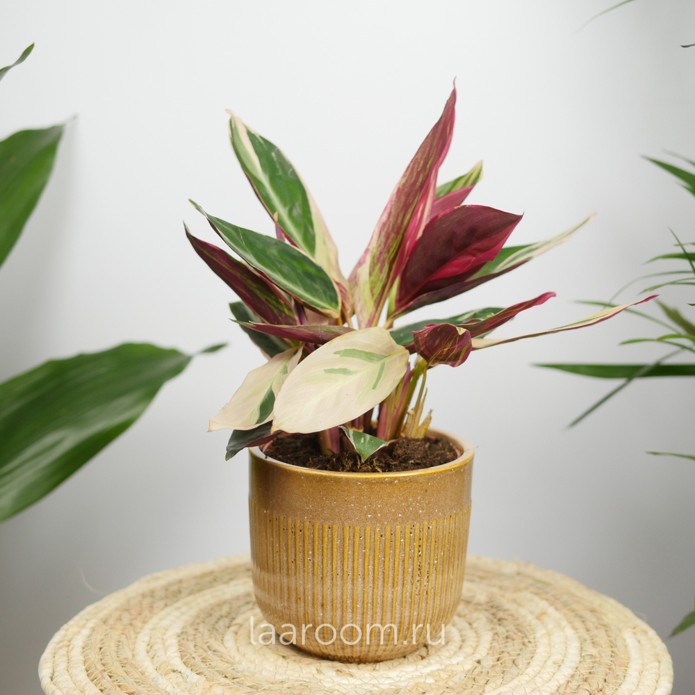 Калатея Триостар 12/40