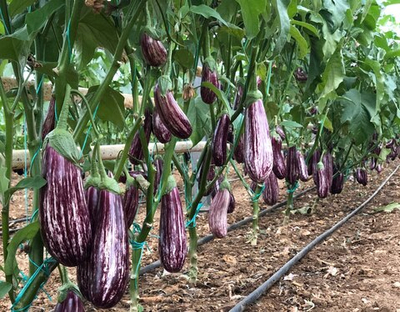 Зебрино F1 семена баклажана ( Yuksel Tohum / )