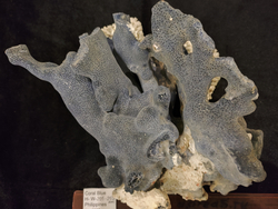 Коралл Голубой 180-270мм