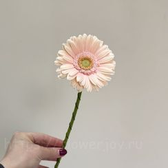 Гербера мини