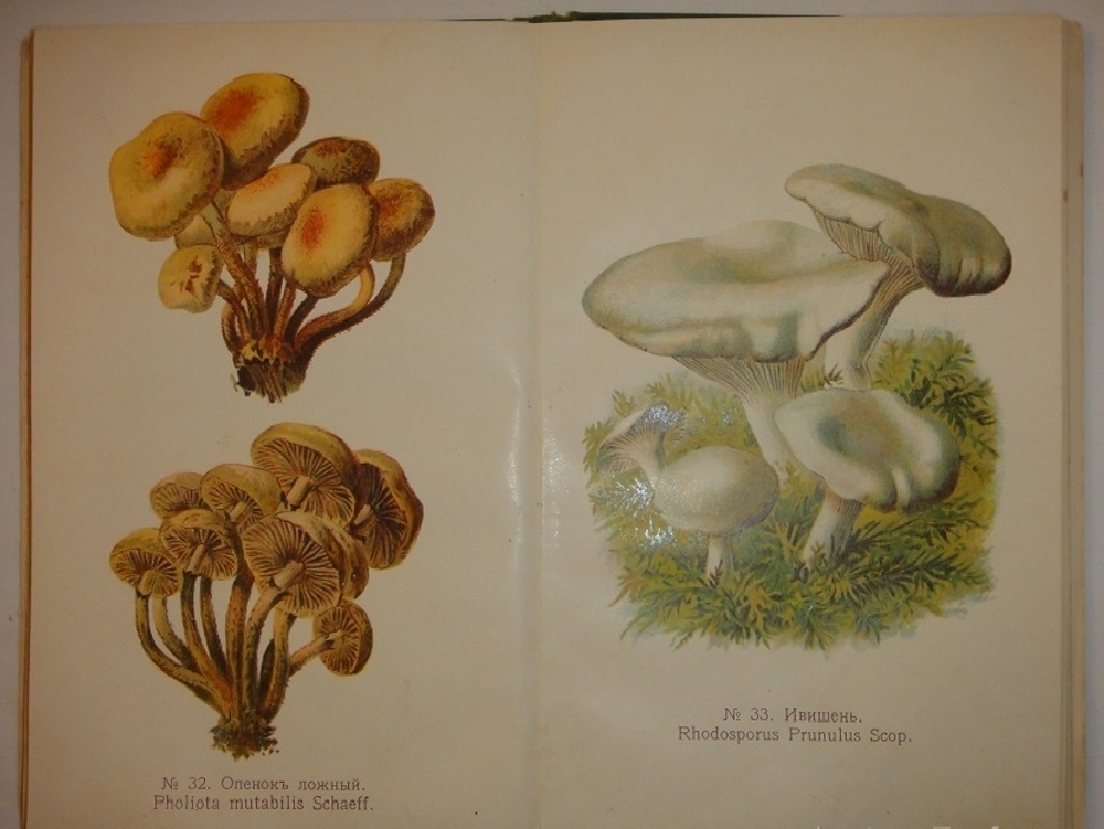 "Спутник любителя собирать грибы. Описания важнейших съедобных грибов, растущих в России". 1911г.