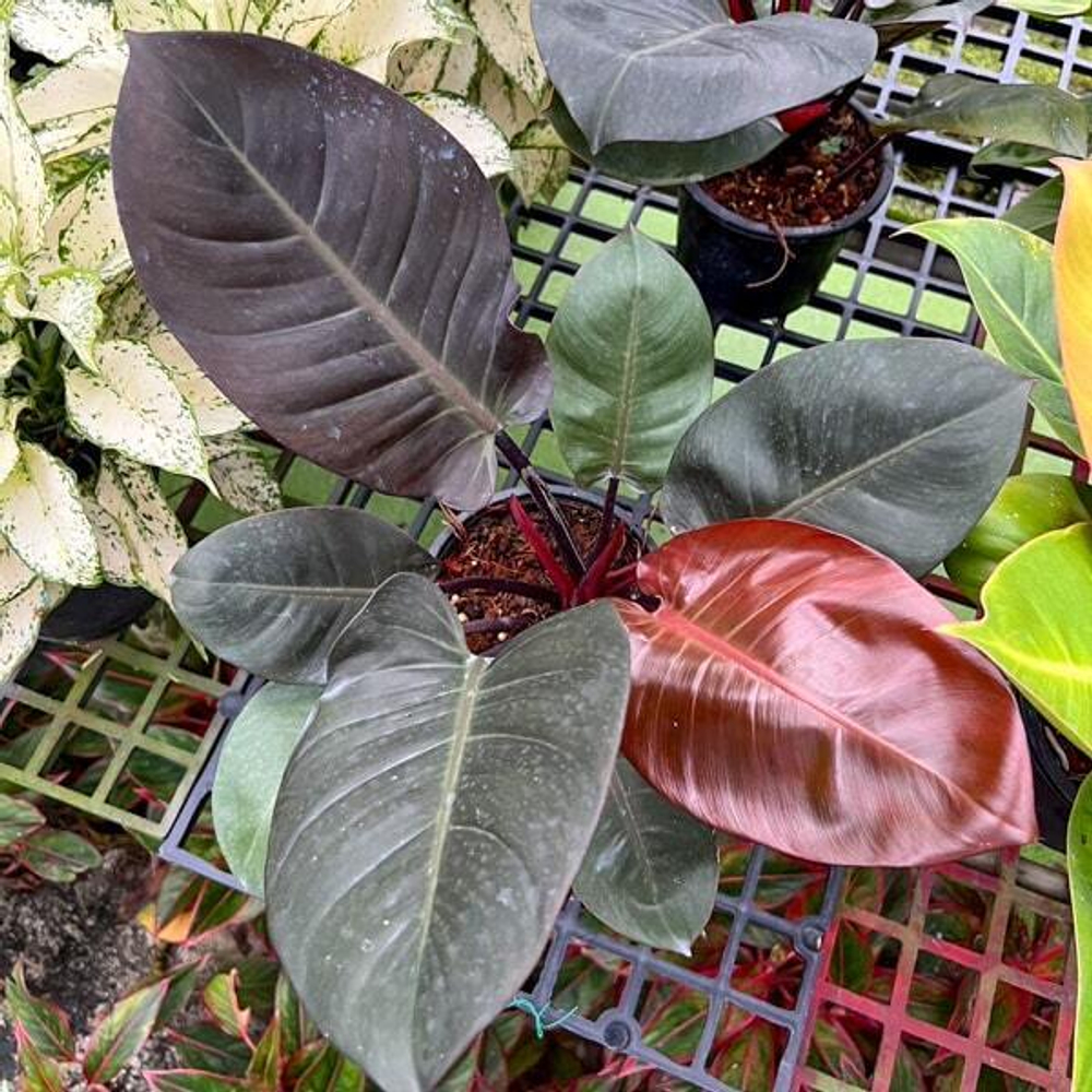 Филодендрон BLACK CARDINAL