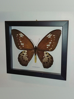 Бабочка Ornithoptera goliath procus самка в рамке