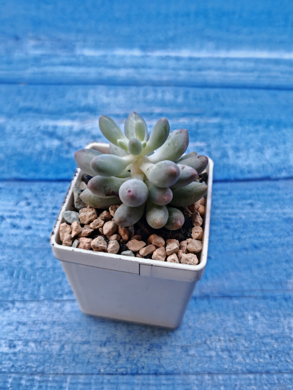 Pachyphytum Baby Finger (Пахифитум)
