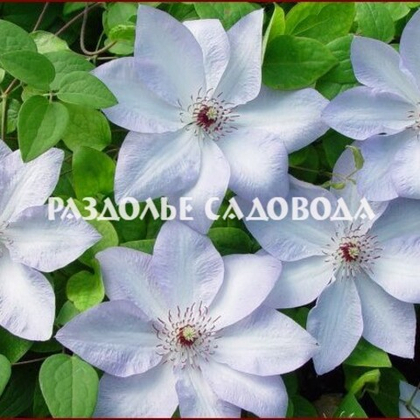 Клематис крупноцветковый Иван Олссон