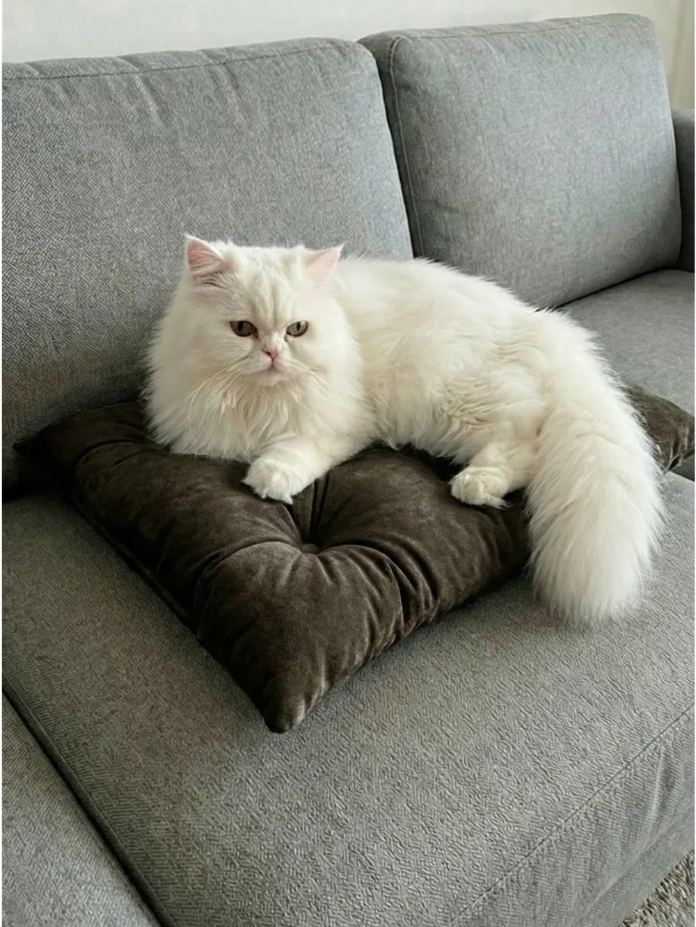 Лежанка для кошек и собак