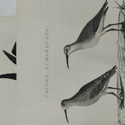 Зепп Ян. Птица кулик (самец и самка). Tringa Subarquata. Гравюра на меди. Амстердам, 1829 г.