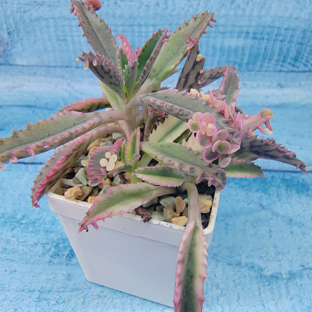 Kalanchoe Serrata 'Pink butterfly' (Каланхоэ)