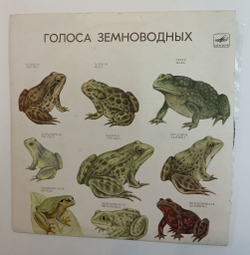 Винтажная виниловая пластинка LP Голоса Земноводных 10 дюймов (СССР 1980)