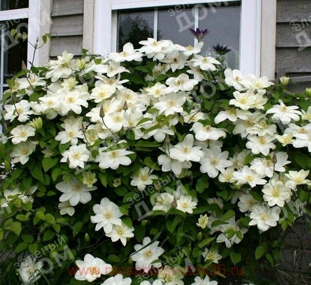 Клематис Guernsey Cream (2 группа обрезки)