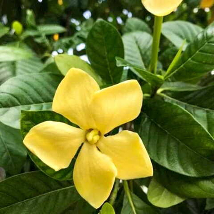 Гардения таиландская – Gardenia thailandica