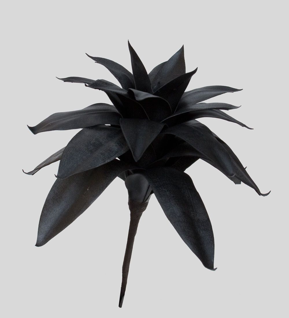 TR 562 Бромелия