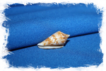 Конус мемиае (Conus memiae)