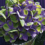 Меджикал Аметист Блю (Magical AMETHYST BLUE) р14 Европа весна 2026 г