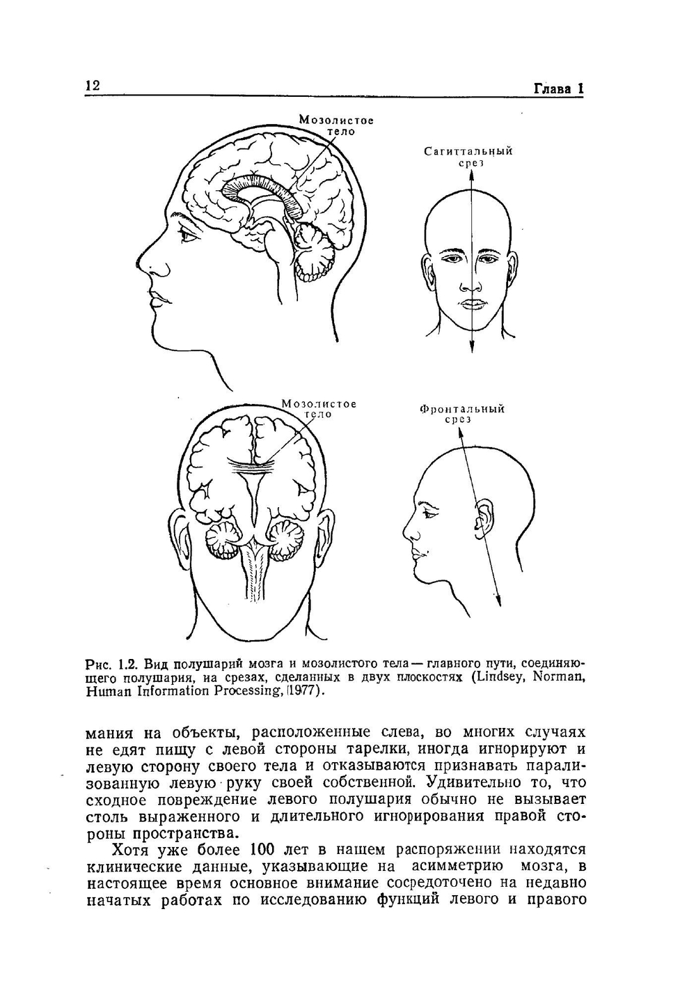Левый мозг, правый мозг. Асимметрия мозга | С. Спрингер; Георг Дейч