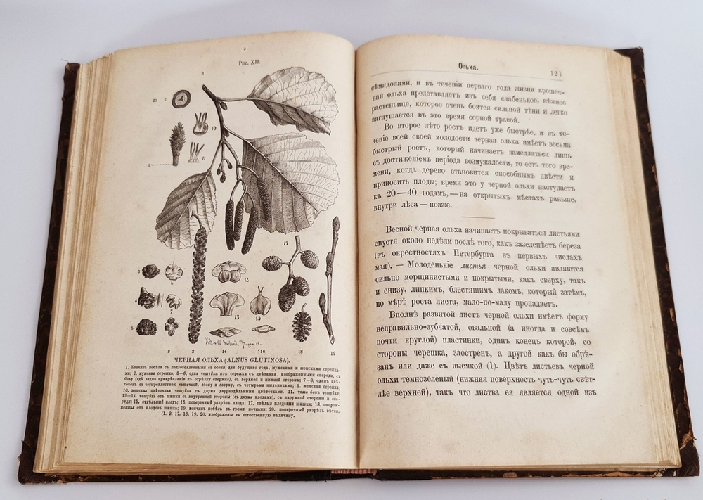 "Беседы о русском лесе". Д.Н.Кайгородов. 1885 г.