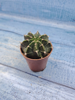 Gymnocalycium Friedrichii (Гимнокалициум)