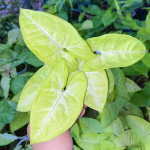 Сингониум LIME SODA