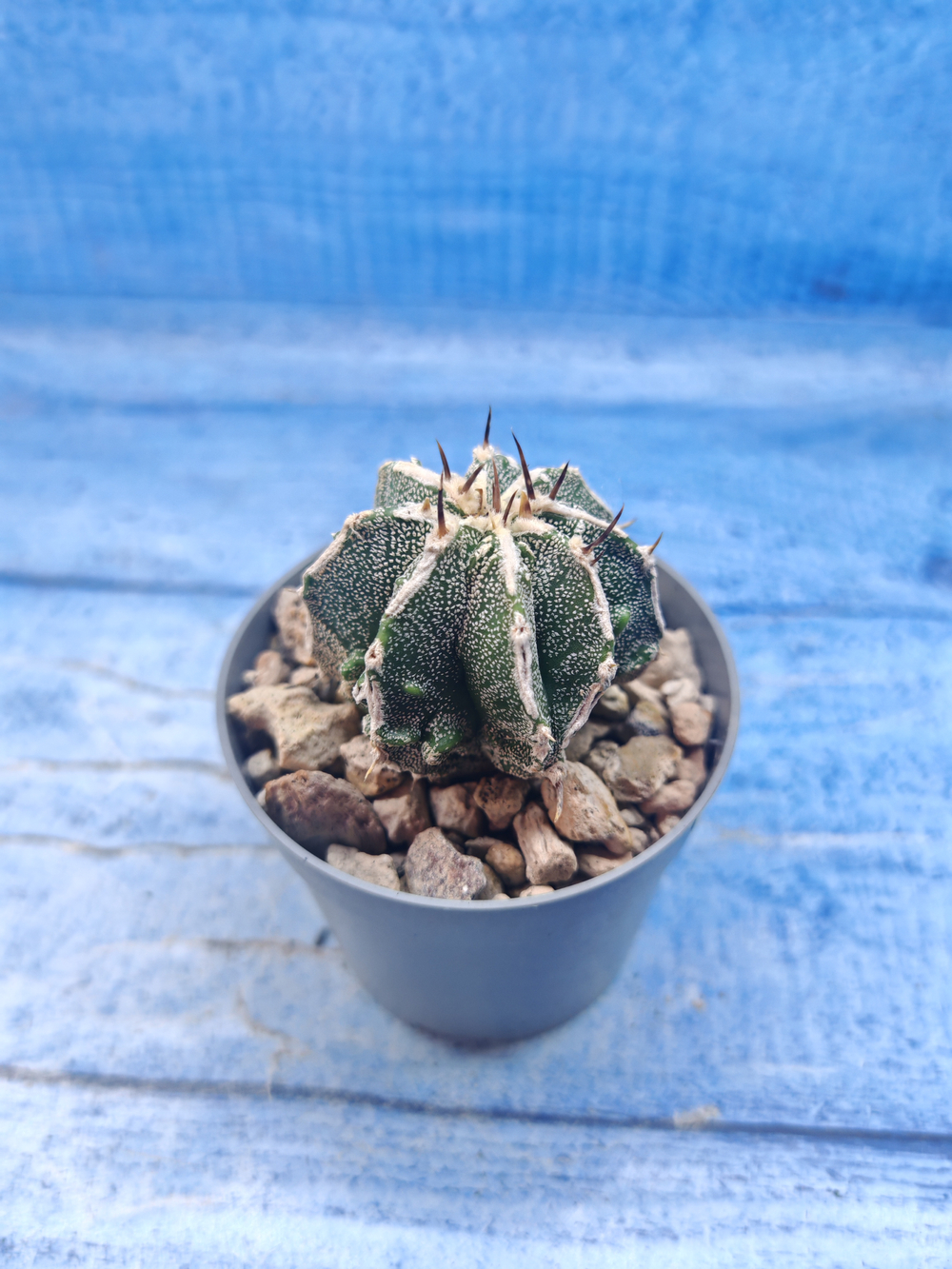 Astrophytum Myriostigma Fukuryu (Астрофитум)
