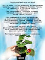 Пеларгония ЛиА Пируэт Дропс махровая