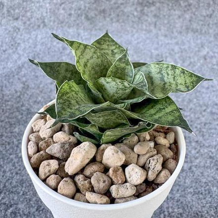 Сансевиерия MAHA NAKHON