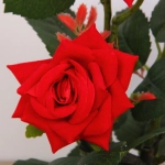 Цветочная композиция «Розовый восторг» 25см в горшке, цвет красный