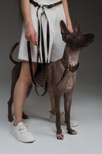 Ошейник Неуловимый леопард