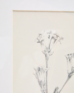 Картина Lirena с ботанической иллюстрацией 50 x 70 см