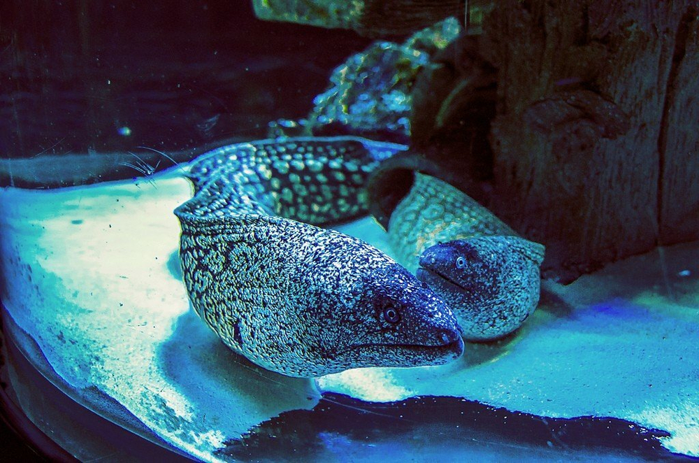 Аквариум в Анталии