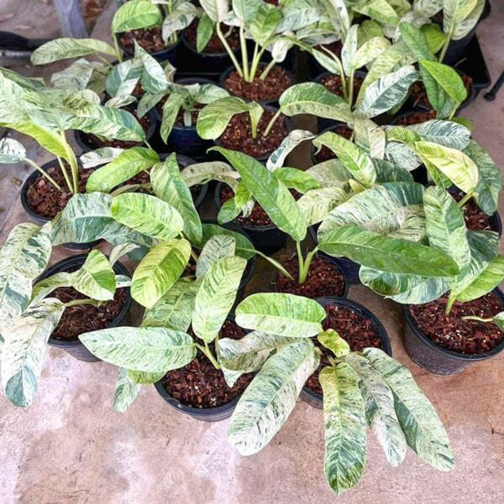 Эпипремнум GIGANTEUM VAR