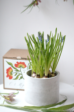 Первоцветы в бетонном кашпо с открыткой