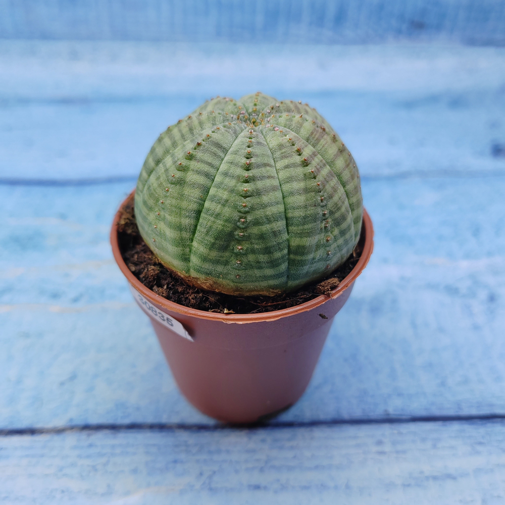 Euphorbia Obesa (Эуфорбия)