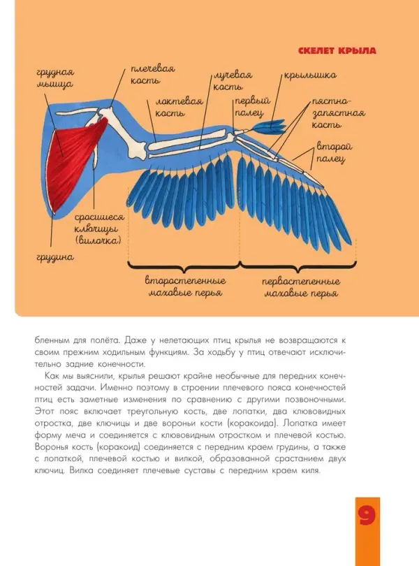 Птицы. Биология. Физиология