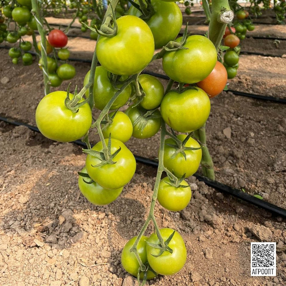 Хибачи F1 семена томата индетерминантного (Rijk Zwaan / Райк Цваан) культура – фото 11