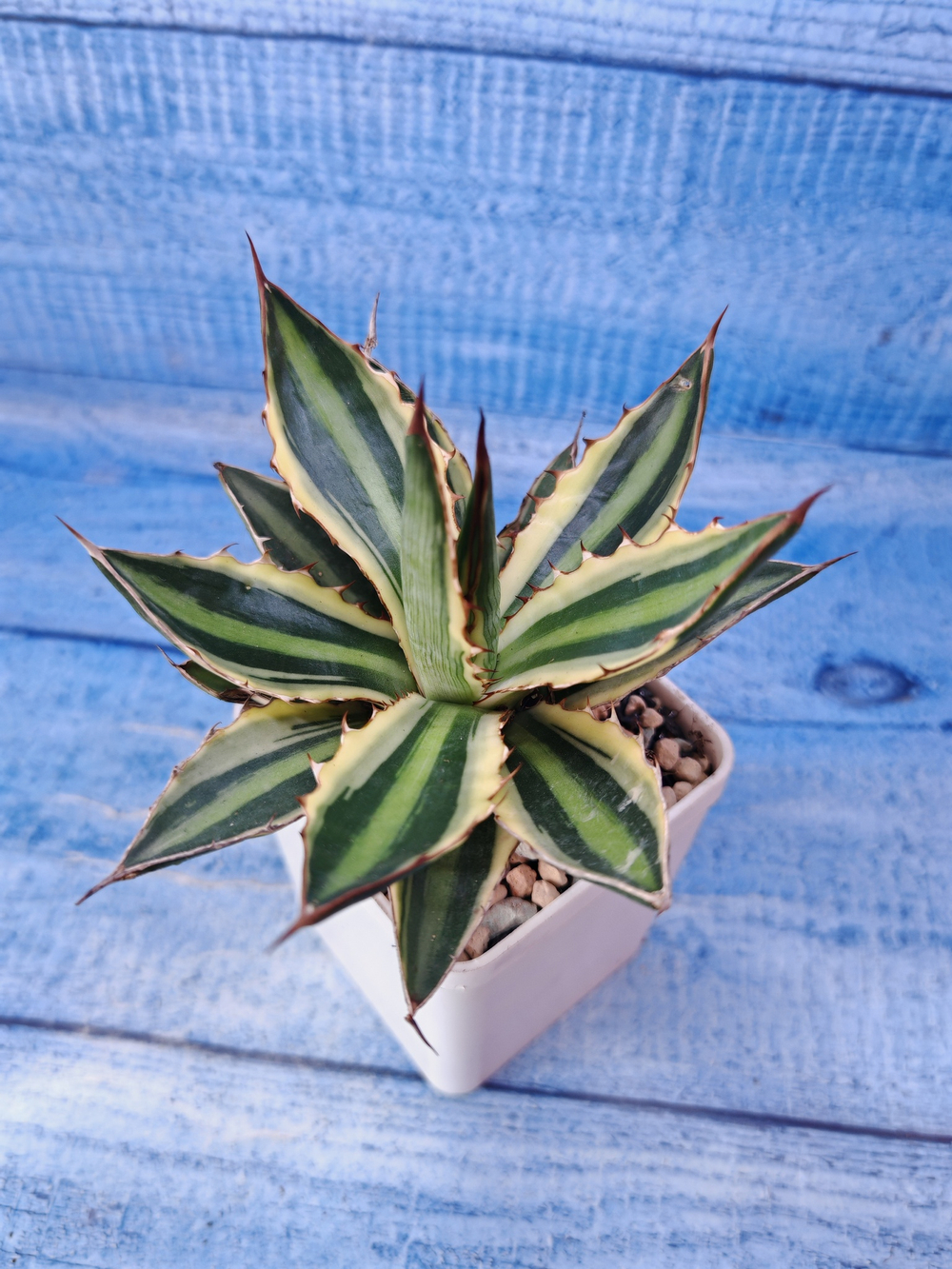 Agave Americana Mediopicta (Агава)