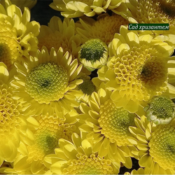 Хризантема кустовая Puma lemon 🌼 к.73
