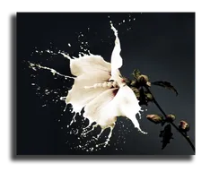 Постер "Молочный цветок"