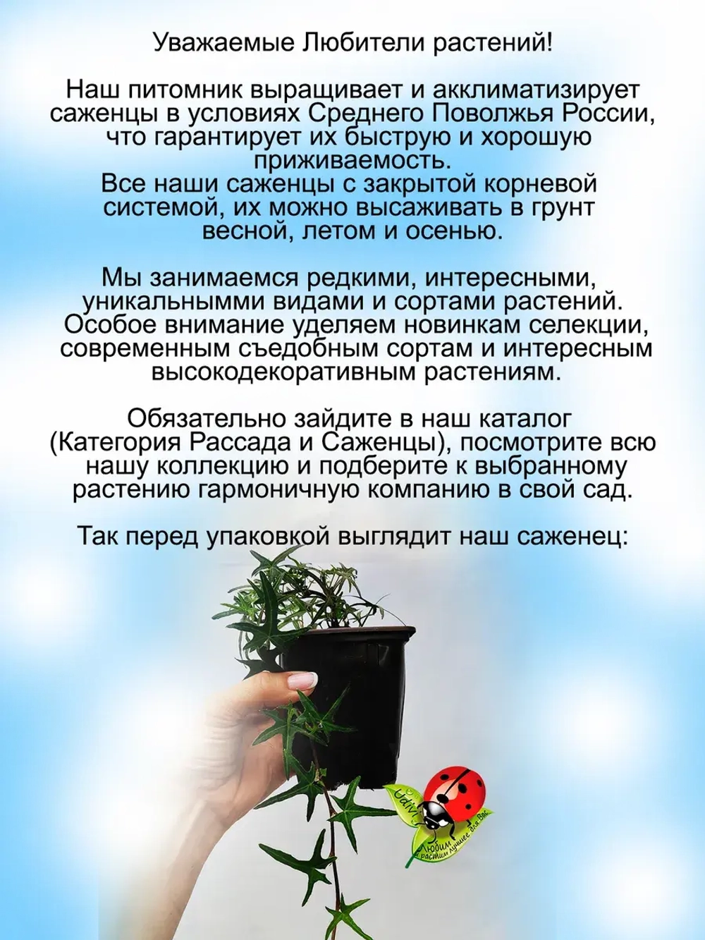 Хедера Сагиттефолия плющ