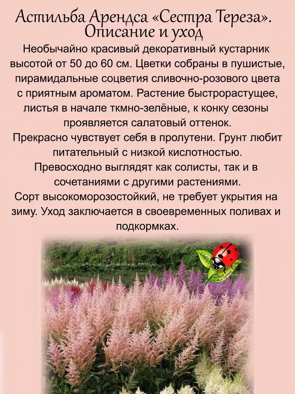 Астильба Сестра Тереза