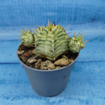 Euphorbia meloformis f. Variegated (Эуфорбия вариегатная)