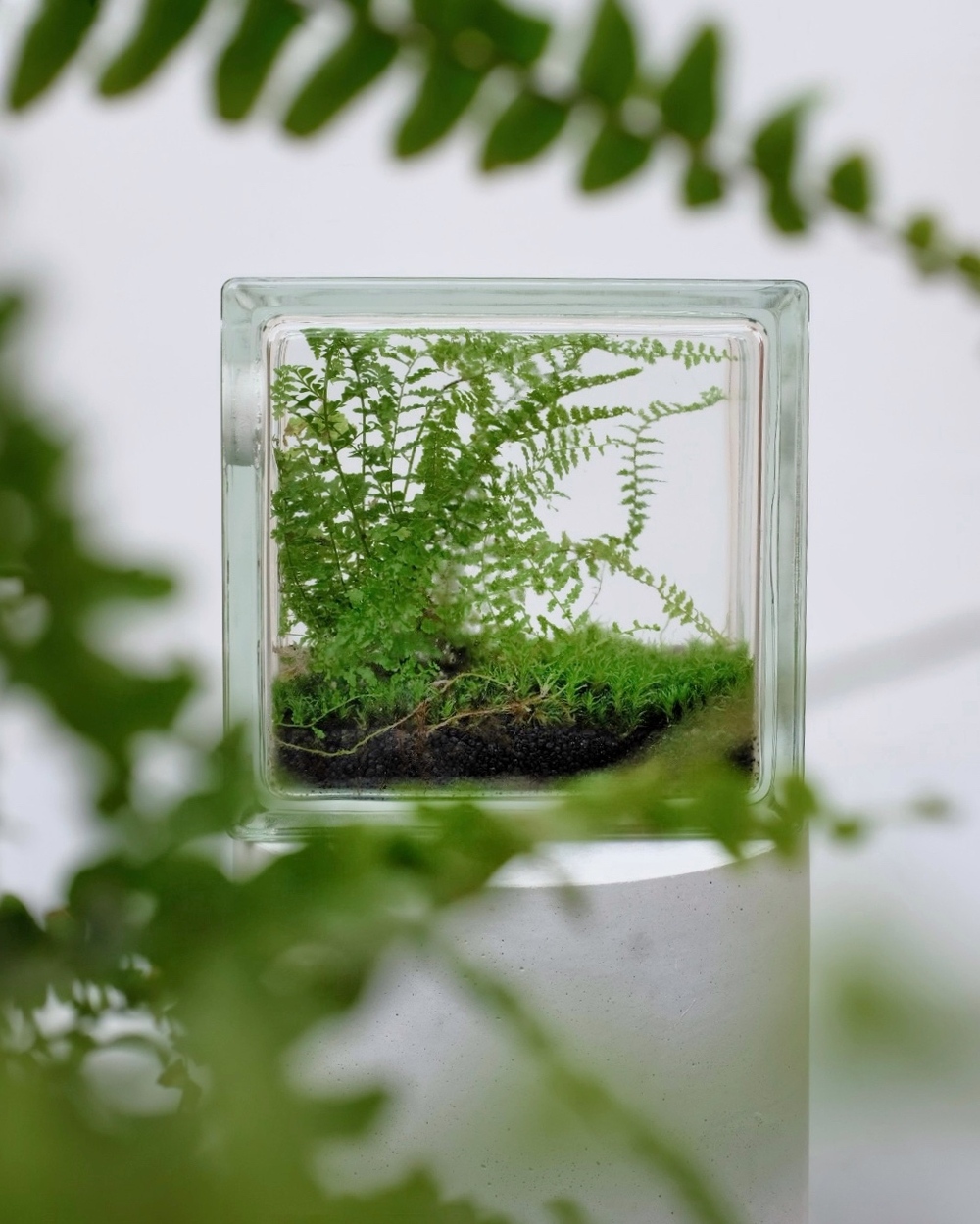 Экосистема Window