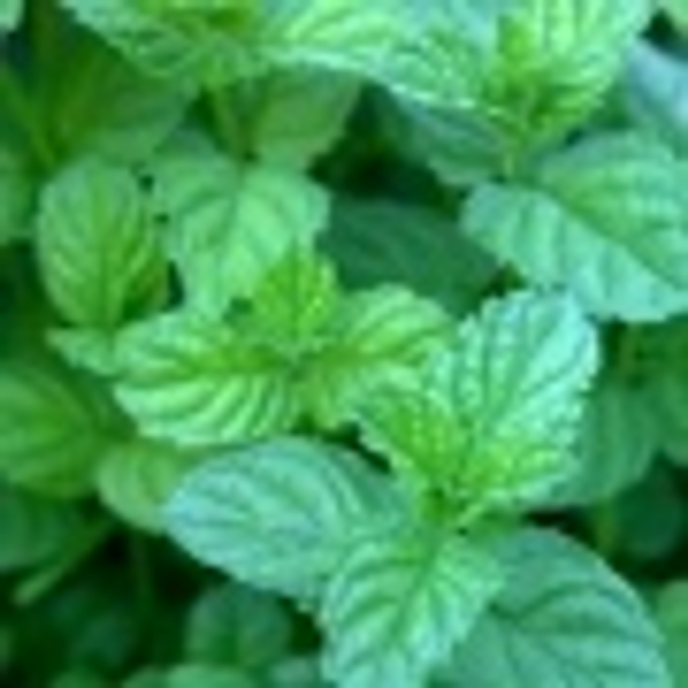 Мята имбирная Ginger в контейнере 0,5л
