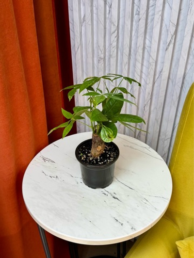Пахира, D9см Н30см, 1шт, Urban Jungle (2962)