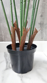 Пальма Хамедорея 160 см без кашпо / Арт 3092