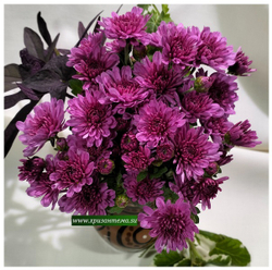 Хризантема мультифлора Bransound Purple м. 179(отгрузка май 2025г)