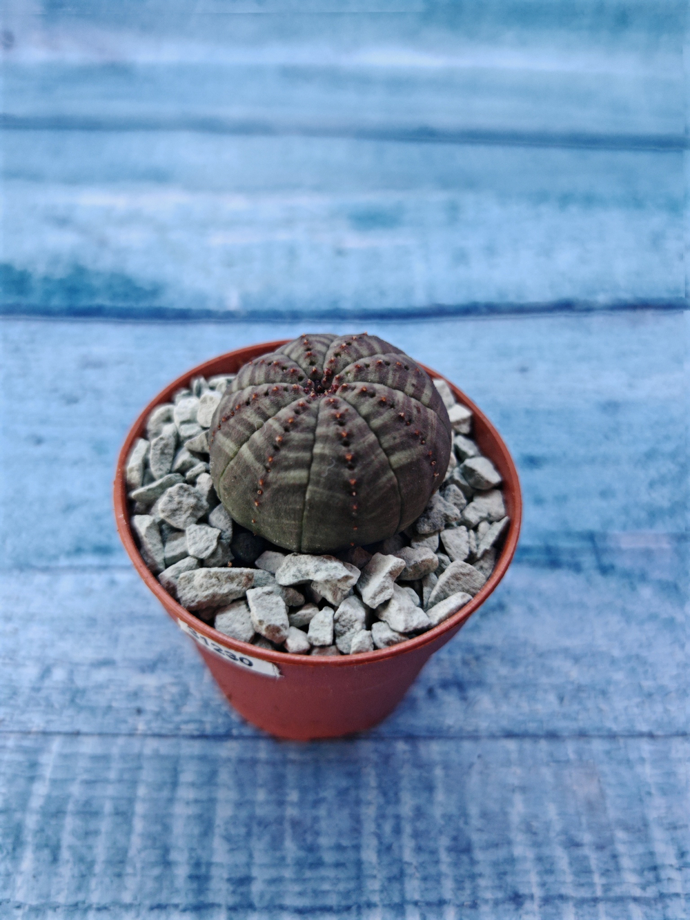 Суккулент Euphorbia Obesa (Эуфорбия)