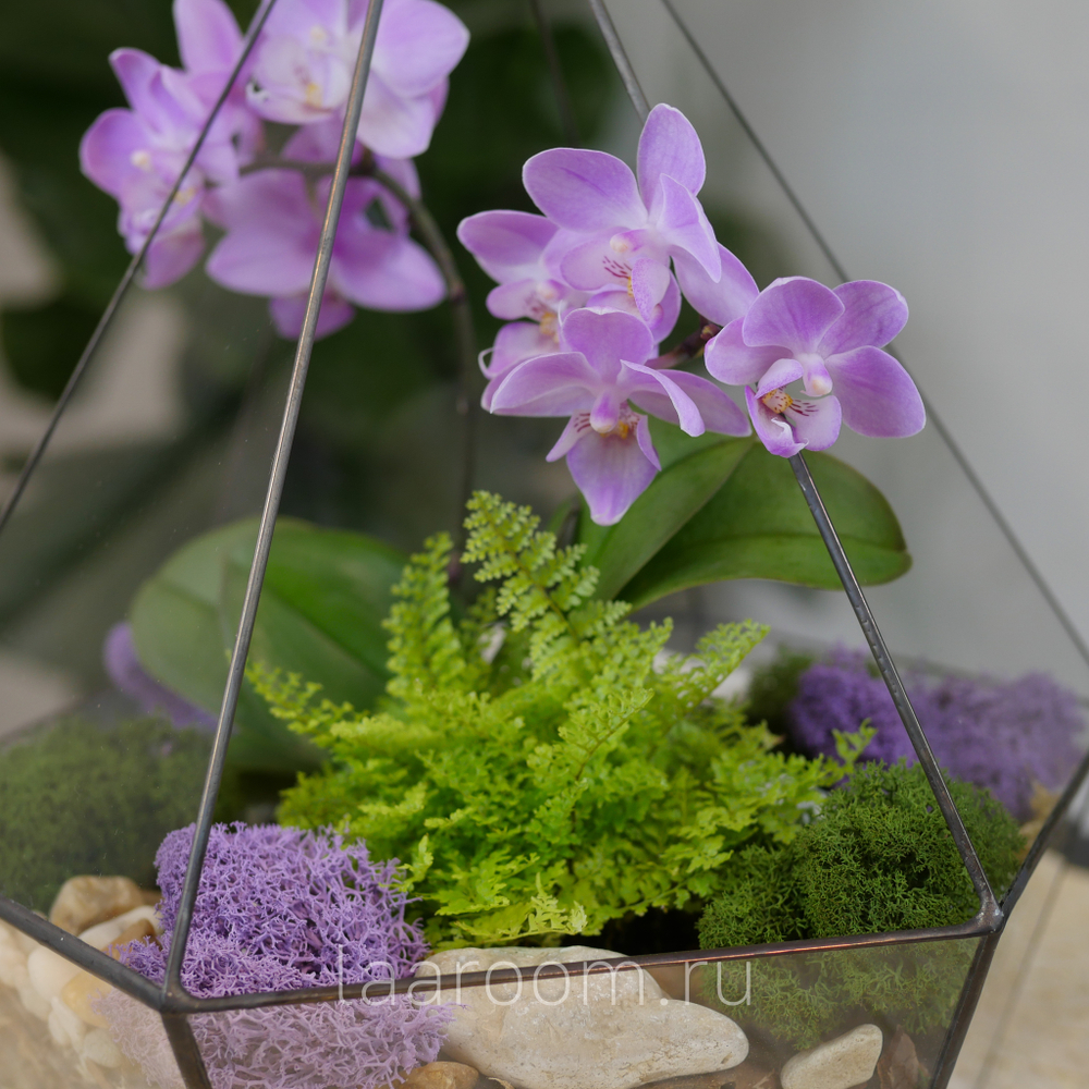 Готовый флорариум с сиреневой орхидеей Алмаз