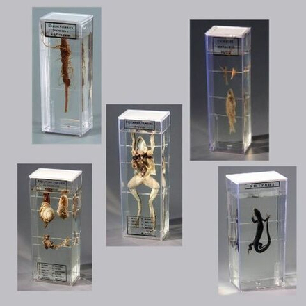 Комплект влажных препаратов демонстрационный