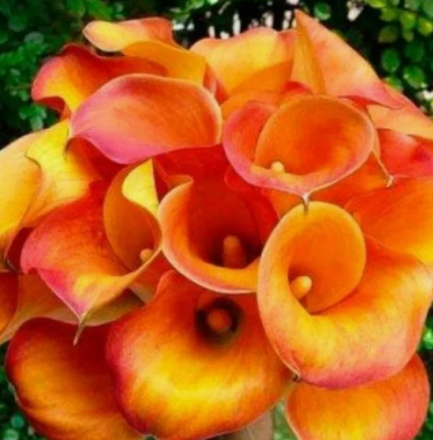 Каллы на март 2026